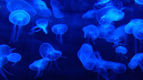 The beauty of the jellyfish