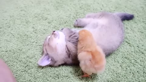 Sleepy kitten VS Chicks who want to play