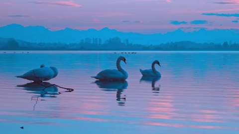 Swan on blue lake water in sunny day