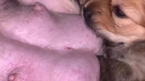 little puppy suckling