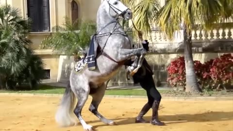 8 Most Beautiful Horses on Planet Earth