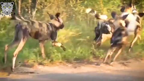 The Fearless Wild Dogs barbaric hunting