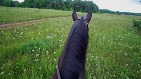 Rider on horseback rides on the green grass through the summer field