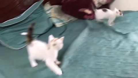 Cute_Kittens_-_Funny_and_Cute_Cat_Videos_Compilation_2023_#11(720p)