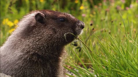 Exploring the Wonders of Wildlife: A Journey into the Natural World