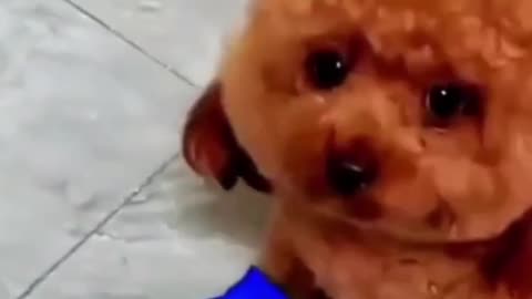 A cute dogi animal video