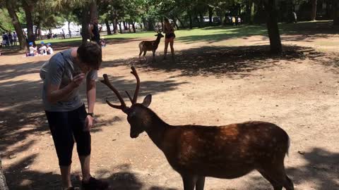Polite Deer Bows Head To Receive Treats