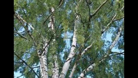 BIRCH (Betula Pedula)