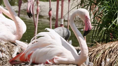 Le flamant rose