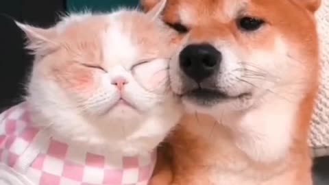 Funny Animal | Dog and cat cute relationship