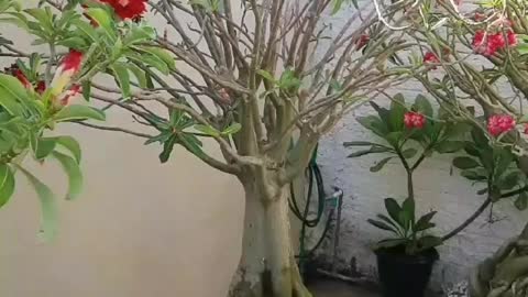 Adenium bonsai