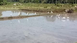 Birds And Farmer