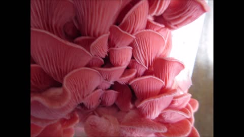 Solid Rhythm Pink Oyster Mushrooms April 2023
