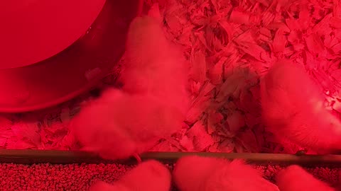 Chicks day one