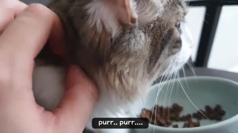 Cat purring ​while eating and even kneads