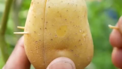 Grow Plant using Potato