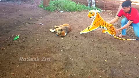 fake tiger, prank dog, cat prank, try to stop laugh,