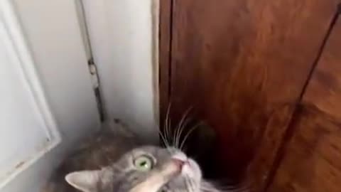 How a Clever and Cute Cat Masters the Art of Door Opening"