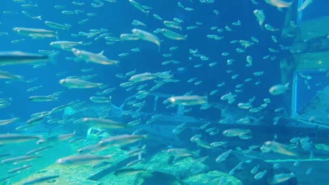 Shark swims in the aquarium