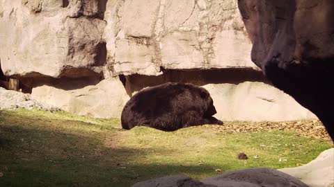 Bear Mammal Carnivorous Forest Footage Zoo Animal