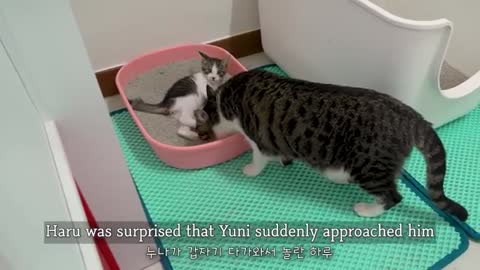 The Rescued kitten wonts to learn many things from the big cats episode 19
