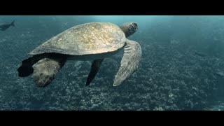 Diving GALAPAGOS ISLANDS - Ecuador - Underwater Video