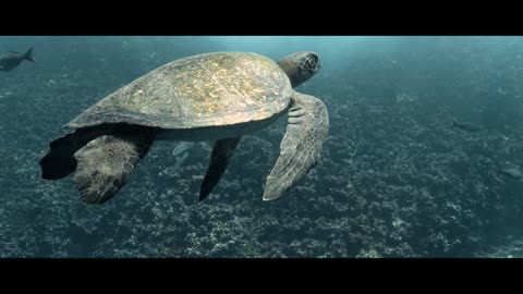 Diving GALAPAGOS ISLANDS - Ecuador - Underwater Video