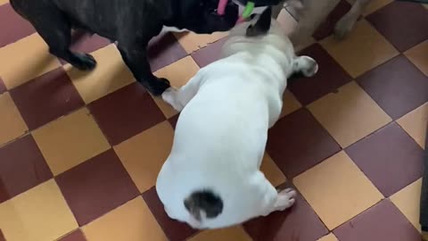 Three French Bulldogs Play Tug-Of-War