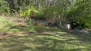 Mum's 70th birthday edition: Overgrown chicken area cleanup