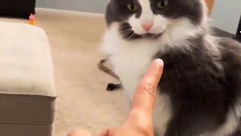 Cute Cat Annoying to Owner - Funny Cat Videos 🐾