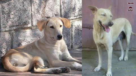 Indian Pariah Dog Facts in English Indian Dog Breed Best Dog Tamizhar Dharavi
