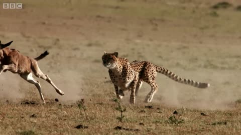 Cheetah chases wildebest-The Hunt BBC