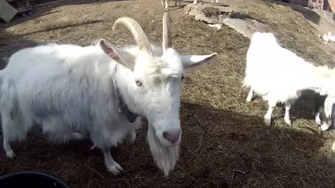 Jealous goat demands more camera time