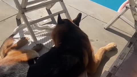 German Shepherd sitting by the pool like a human