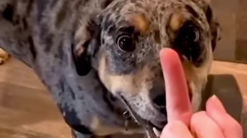 Dogs reaction in the face of the middle finger v