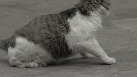 Cat Cat Video