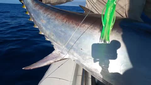 Matt Boulton and Matt Cini Southern Bluefin Tuna Victoria's get-well video