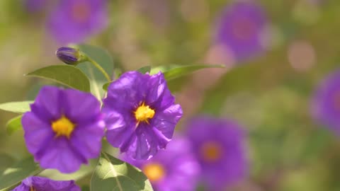 Purple flowers moving with the wind