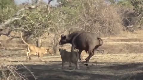 Mother Buffalo Takes Down Lion With Surprising Ease To Save His Baby - Dingo vs Kangaroo