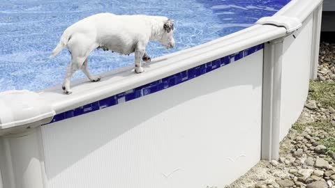 Dog Has Interesting Way of Getting Out of Pool