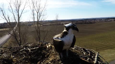 GoPro en un nido capta a un águila entregándole un pez a su compañera