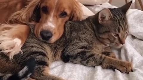 dog and cat sleep together