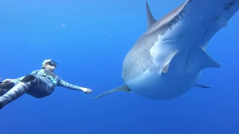 The girl diver swims with the MEGALODON shark.