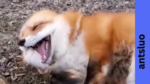 Mighty Laughing Foxes