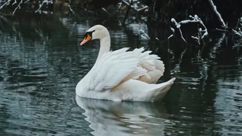 The Graceful Beauty of a White Swan on the lake.