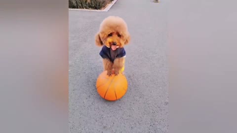 A little brown poodle is playing skateboard