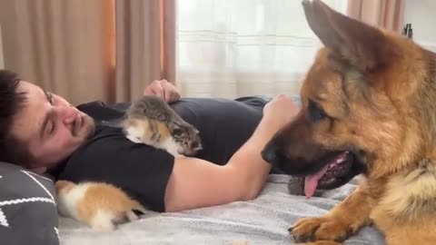 German Shepherd Confused by Tiny Kittens on Human Dad's Chest