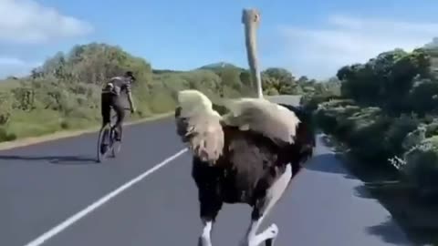 Ostrich chases cyclists