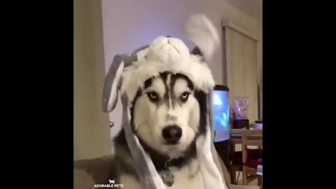 Funny husky dog 🐕