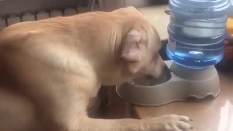 A dog that likes drinking water.